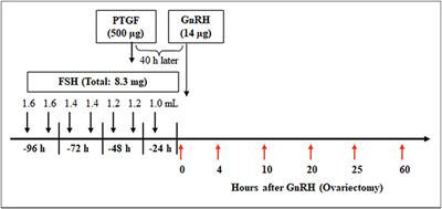 Prostaglandins in Superovulation Induced Bovine Follicles During the Preovulatory Period and Early Corpus Luteum